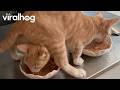 Funny Orange Cat Feeding Time || ViralHog