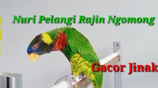 Burung Nuri Pelangi Rajin Ngomong Cocok Buat Hiburan