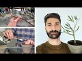 Dwarf olive tree  how to grow an olive tree bonsai