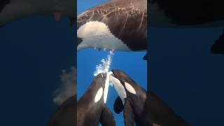 🐋💙Did you know? Baby whales gain 100+ lbs every single day from this rich milk.