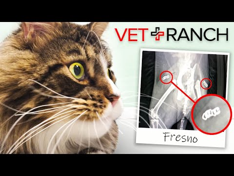 Fresno! - Fresno!