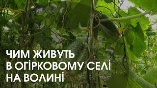 Як у селі Чорниж на Волині виживають завдяки бізнесу на огірках