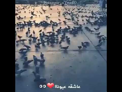 انشودة طال سؤالي للمنشد ماهر زين