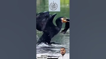 #سورة_الإخلاص #egzonibrahimi #ikhlas #birds #shortvideo #education #nature #foryou