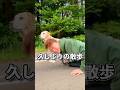 愛犬に散歩される飼い主#shorts