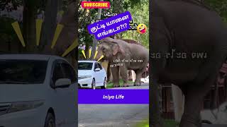 இதுக்கு பேரு குட்டி யானையா? ஒரு மிதி மிதிச்சா?! elephant comedy #shorts #shortsfeed #elephantcomedy