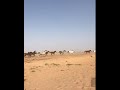 اطلقوا الخيل دام الخيل مختاله