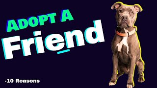 Transform Your Life Forever: The Ultimate Guide to Adopting a Puppy and Finding Your New Best Friend by Dogs Junction 69 views 1 year ago 2 minutes, 7 seconds