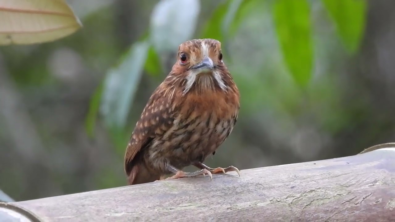 White-whiskered Puffbird (Malacoptila panamensis)