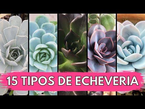 Video: Echeveria Zweifarbige Blumen