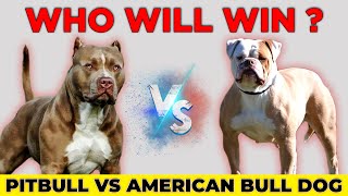 American Pitbull Vs American Bulldog | Pitbull Vs American Bulldog Fight | Dogpedia