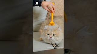 Who knew your cats new favorite toy could come from a 3D printer?