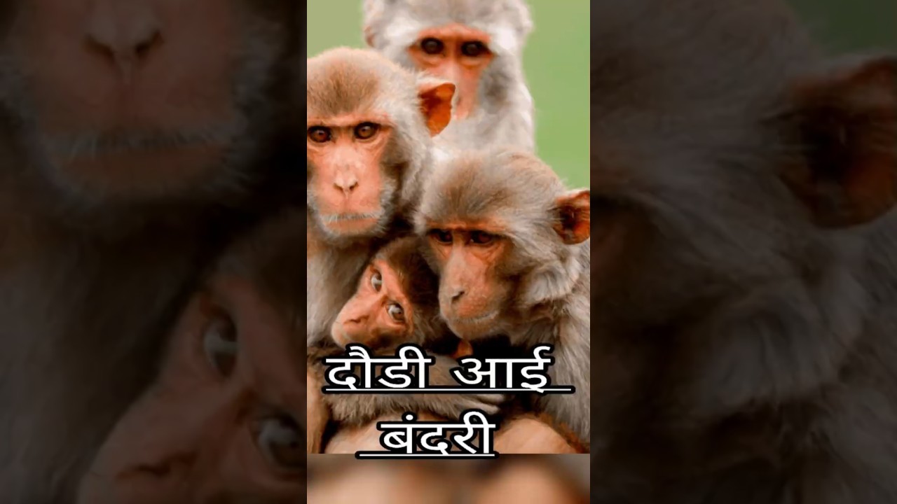 रोटी देखते ही दौड़ी आई बंदरी 😊 प्यारे छोटे बंदरों के साथ 