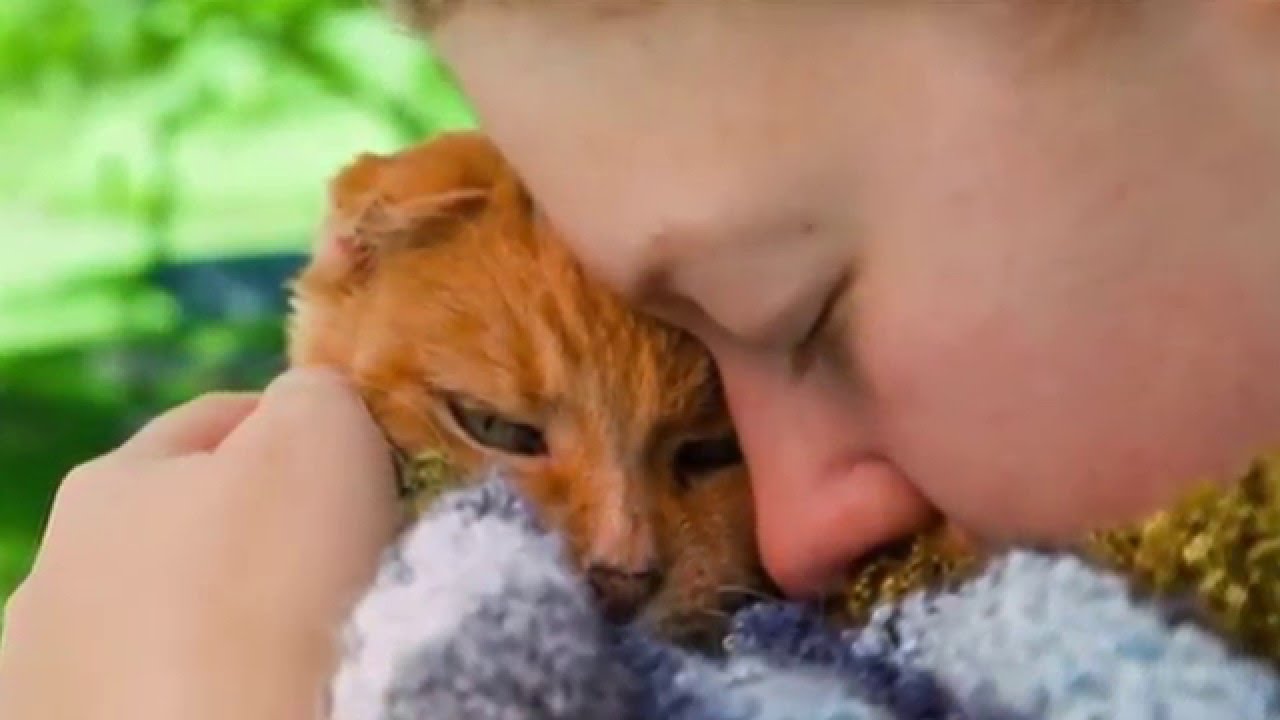 Si vous avez perdu un animal de compagnie,vous devez
