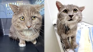 A cat accepted help and decided to trust one day after a lifetime on the streets by TinyPaws 1,234 views 3 days ago 1 minute, 46 seconds