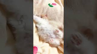 Cute Kittens❤️【132】#Shorts #Cutecat520 #Cat #Kittens #Pets