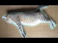 涼しい所を探してウロウロする猫 A Cat's Quest for Coolness