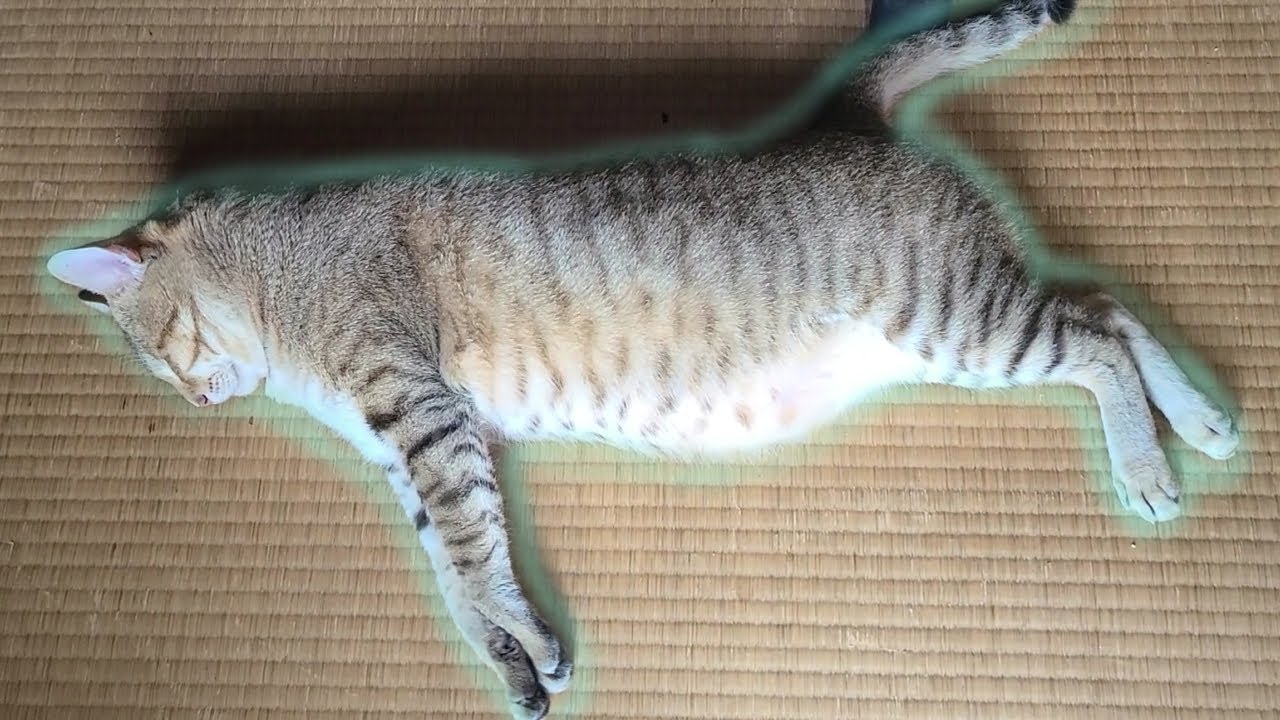 涼しい所を探してウロウロする猫 A Cat's Quest for Coolness