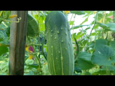 Video: Ob Qhov Cog Ntawm Cucumbers Ib Lub Caij