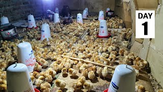1000 BRAND NEW Baby Chicks for the Farm | Brooding Baby Chicks
