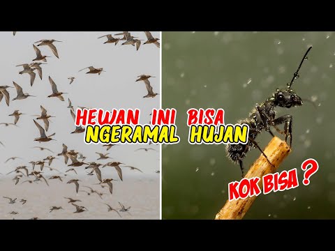 Video: Pertanda hujan deras. tanda-tanda hujan