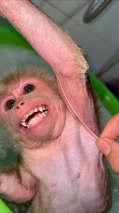 Itchy monkey armpit⁉️ #funny #comedy #monkey #babymonkey #animals #shortvideo #funny #trending