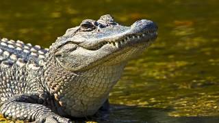 Watch Ten Hands Alligator Brain video