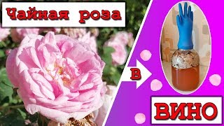 Вино из розы. Рецепт