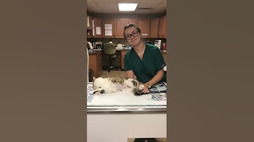 Applying Feline Restraint - Stretch Technique