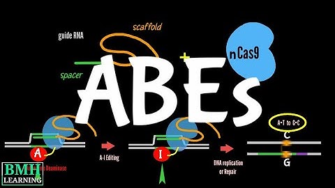 Adenine Base Editors | ABEs | How Base Editing Works |