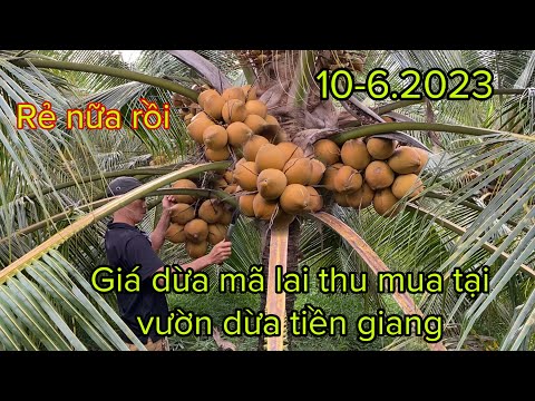 Video: Mã Lai