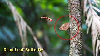 Dead Leaf Butterfly / Orange Oakleaf / Kallima Inachus.