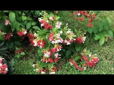 ვიდეო: Quisqualis ყვავილების ცვალებადობა