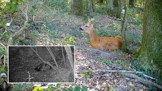 Chevreuil et sanglier à la sieste de jour et de nuit…