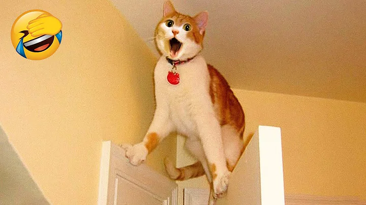 Video 10996671: laugh funniest cats dogs, cats dogs best funniest, funniest cats dogs funny, enjoy best funny cats