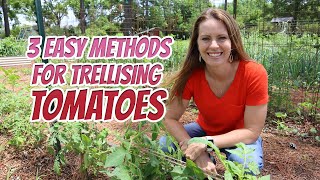 3 Easy Types of Tomato Trellis Options