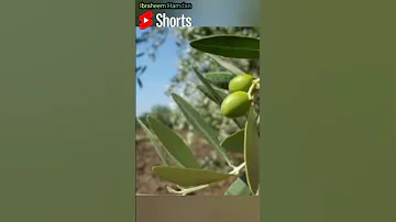 علاقة العرب بتقدم اسبانيا في إنتاج زيت الزيتون 