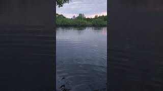 Рыба пирует -поденки над Десной