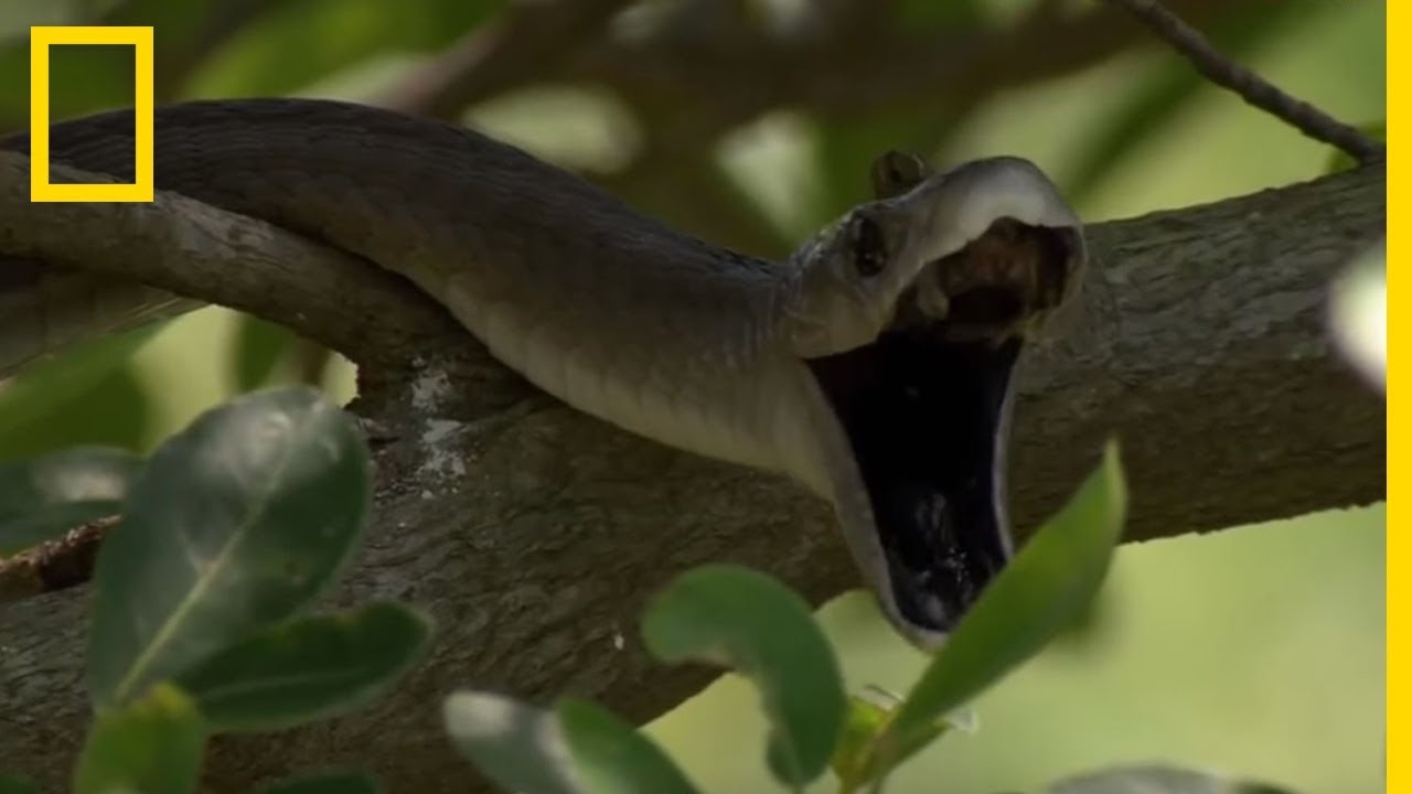 Le mamba noir serpent le plus mortel au monde
