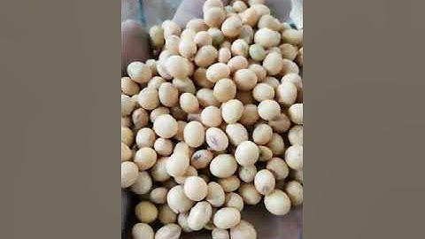 soybean cleaning video by cleaner, gravity separator, belt type separator