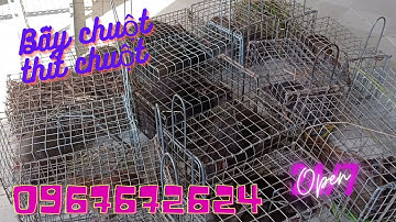 Thăm Bẫy Chuột Cống Nhum, Tập 1 81(Chạy đâu cho thoát)#ccvlog