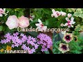 【ガーデニング】7月の花壇や寄せ植えの様子🌼【花パトロール】
