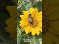 🐝No lo vas a creer | #agronomia #abejas #seguidores #viral #sigueme #ayuda
