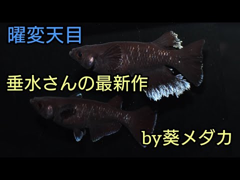 The latest work by Tarumi, a top breeder of improved medaka