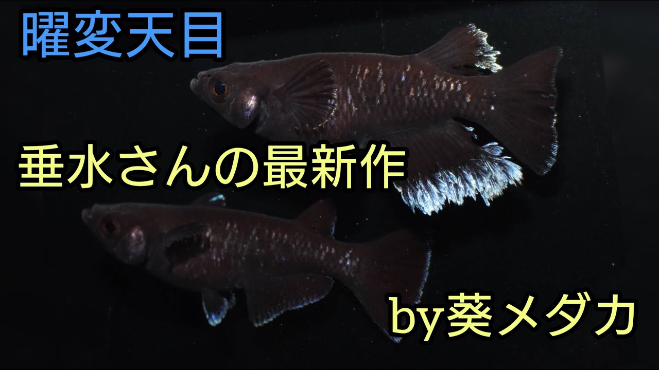 農家メダカ めだかCK 本日追加しました🙇‍♀️ 選別が追いつきませんが