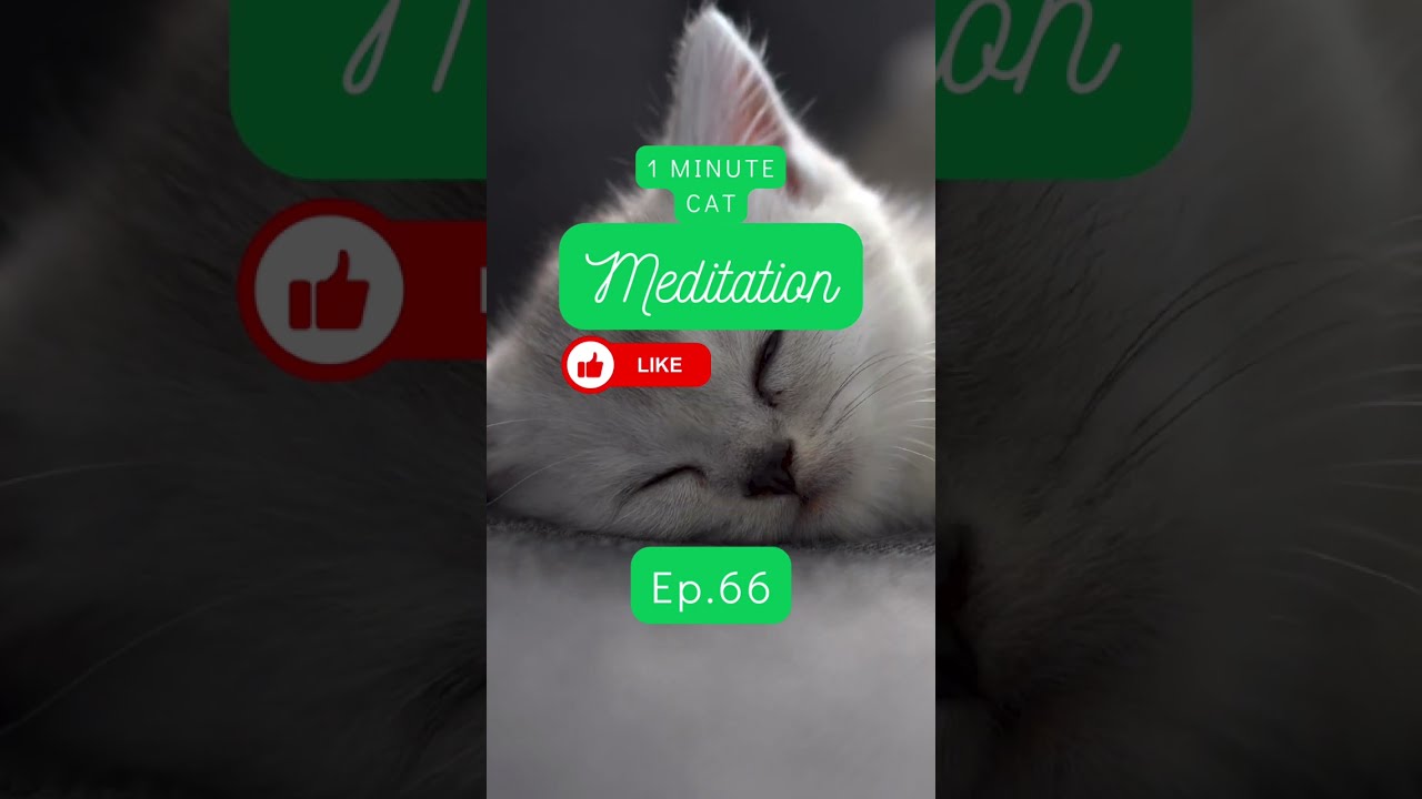 1 Minute Cat Purr Meditation Ep. 66