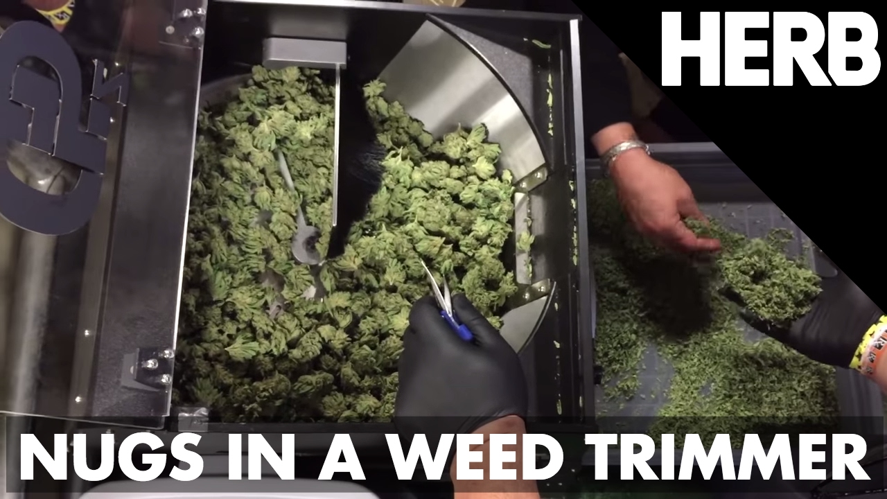 3/4 Pound Of Nugs In A Weed Trimmer | HERB