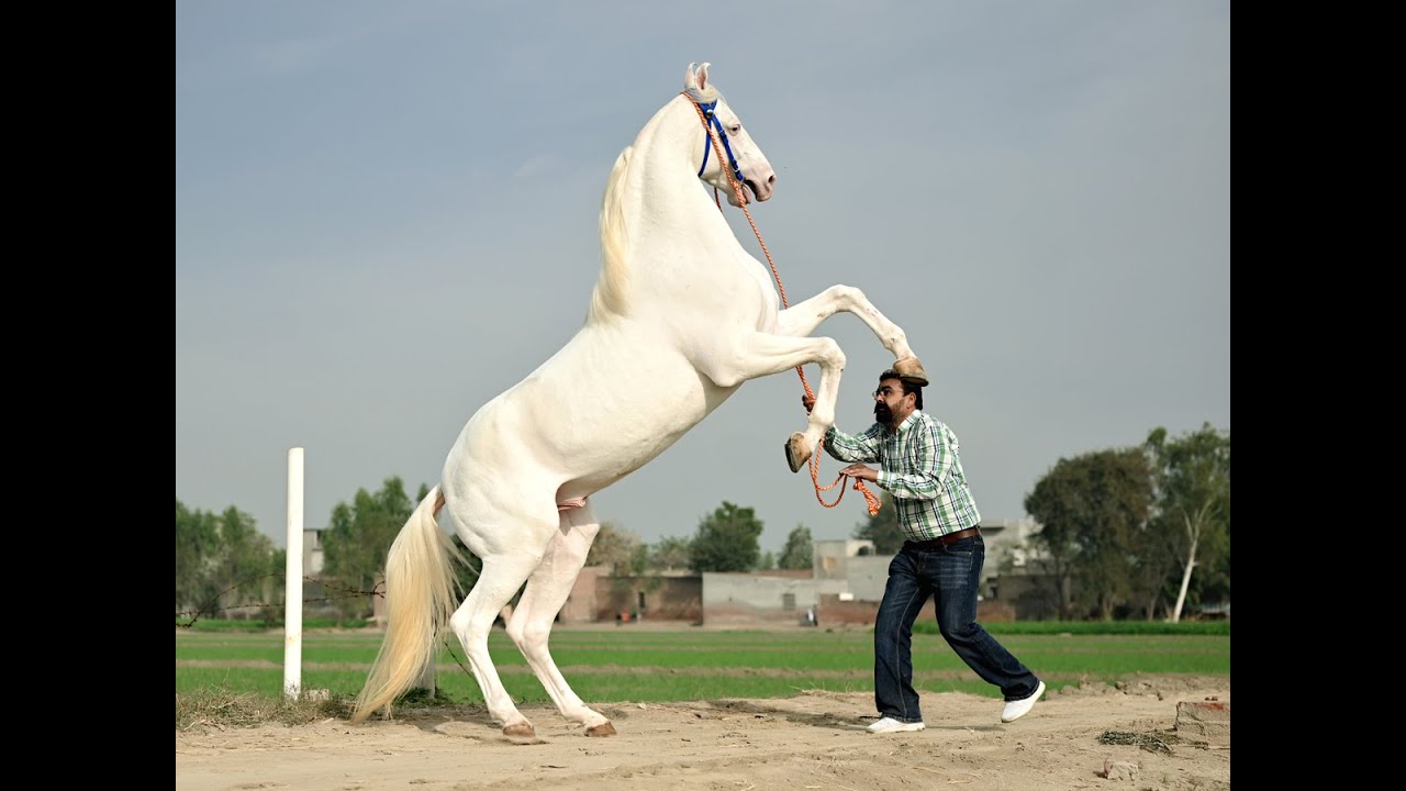 Part 03 Suraj Stud Farm Lubaniawali (92572-00021)