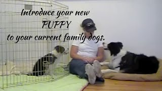 Introduce your new PUPPY to your current family DOGS