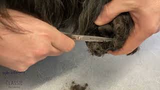 Mike Wildman's English Cocker Spaniel Grooming  Front Right Pad